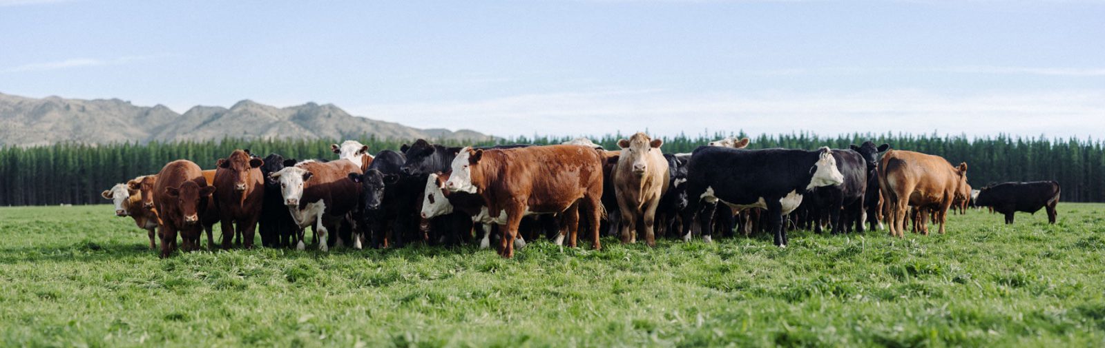 Cows on the farm
