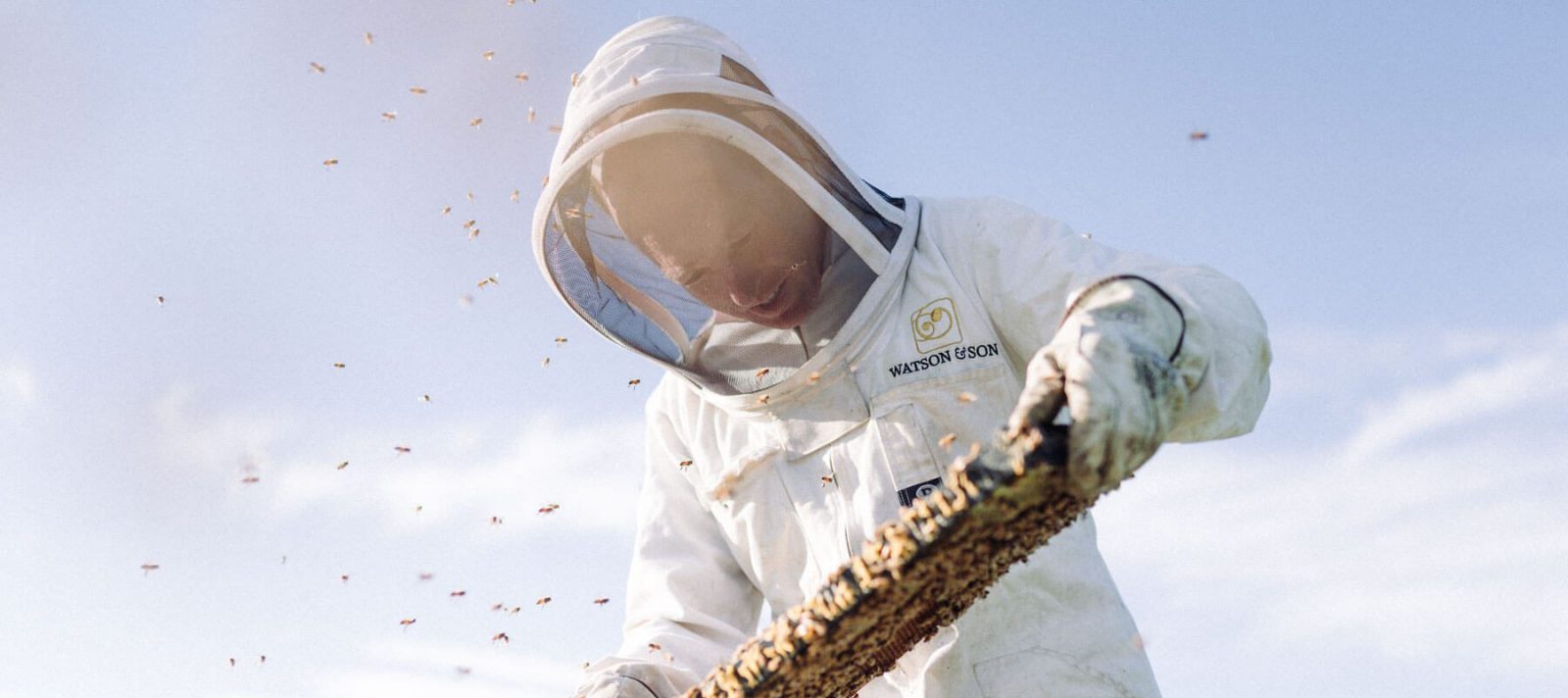 Man collecting honey from Bees