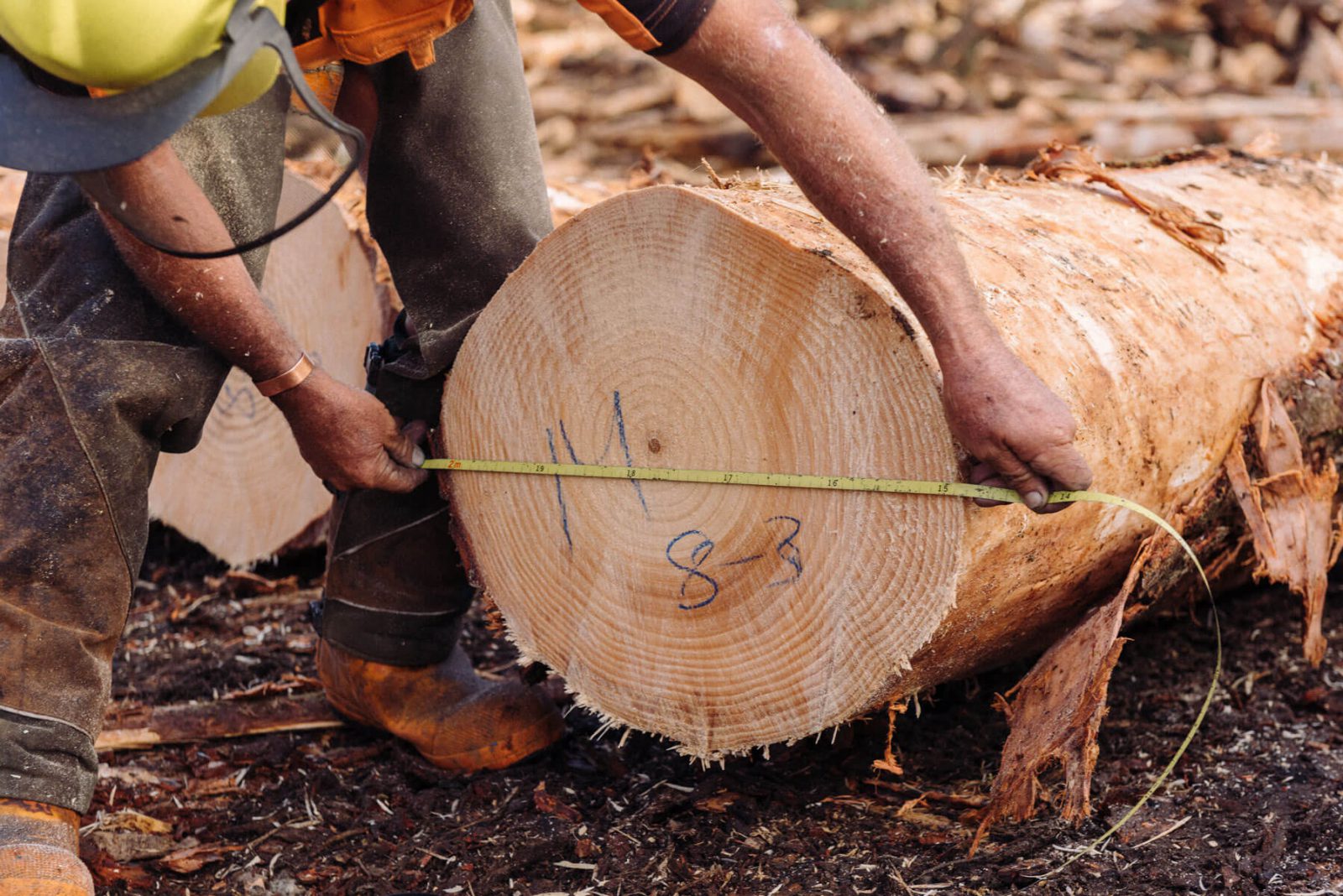 Men cutting logs